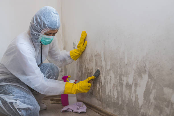 Best Fast Mold Removal  in Belmar, NJ