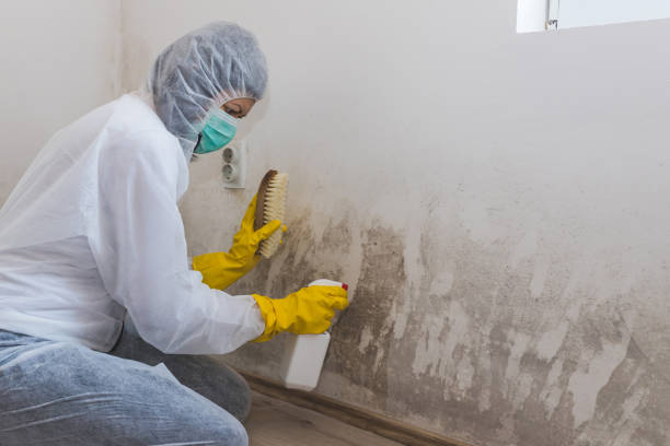 Best Home Mold Removal  in Belmar, NJ