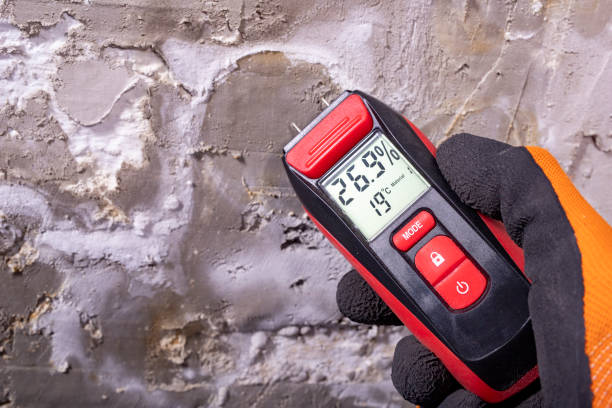 Best Local Mold Removal Service  in Belmar, NJ