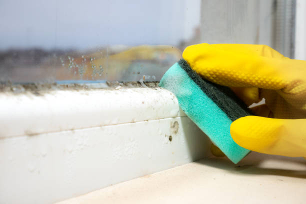 Best Toxic Mold Removal  in Belmar, NJ