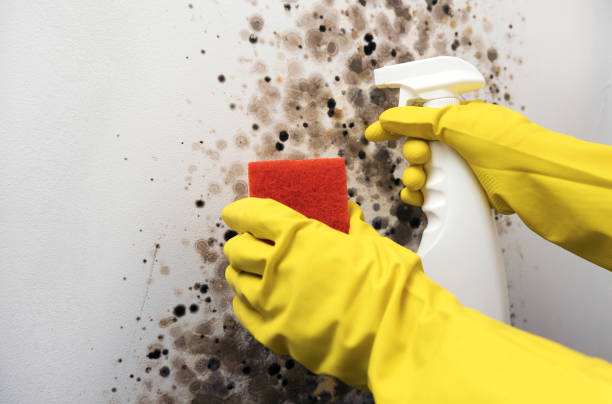Best Affordable Mold Removal  in Belmar, NJ