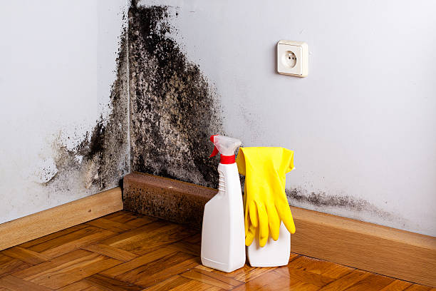 Belmar, NJ Mold Removal Company