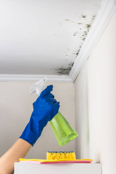 Best Home Mold Removal  in Belmar, NJ